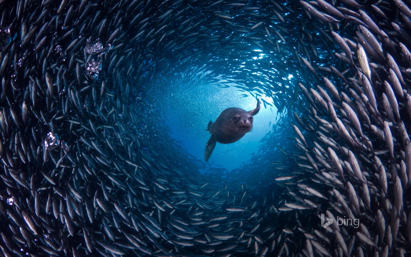 bing, animal, day, fish, sea, one animal, nature, marine, animal themes, mammal, school of fish, no people, deep, 1080P, lion, undersea, swimming