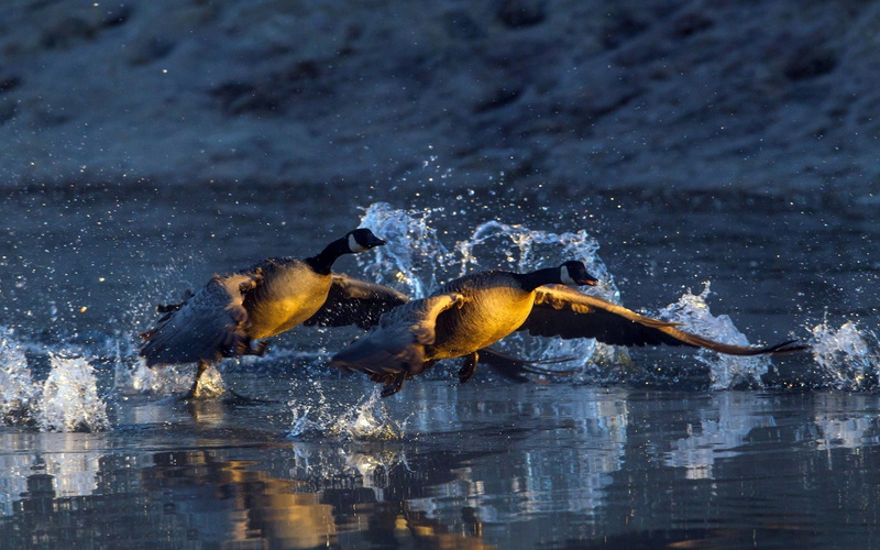 1080P, duck, couple, water, birds, splashes
