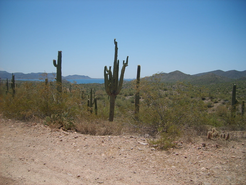 tranquil scene, arid climate, land, plant, building, gravel, ground, 2K, classroom, non-urban scene, slope, mountain, road, cactus, growth, saguaro cactus