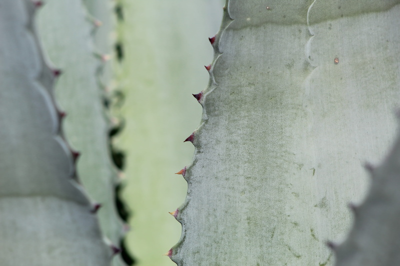 animal, labyrinth, nature, spiky, succulent plant, cactus, maze, dining room, spiked, plant, life buoy, apparel, textured, thorn, beauty in nature, full frame