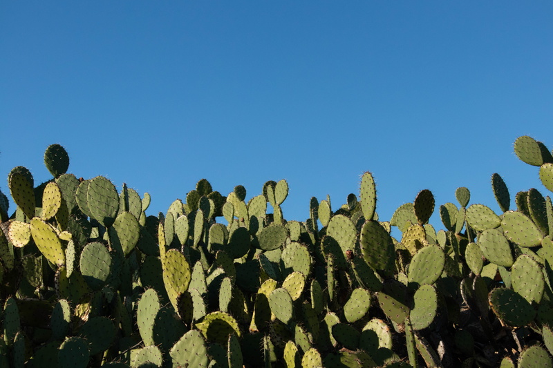 roller coaster, outdoors, sunlight, clear sky, bridge, tranquility, beauty in nature, maze, agavaceae, prickly pear cactus, silhouette, green, suspension bridge