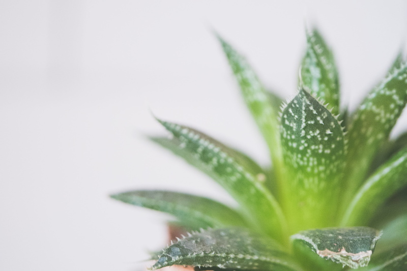 close-up, outdoors, aloe, planter, plant part, background, purity, wood, healthcare and medicine, medicine, alternative medicine, kitchen, flower, pot
