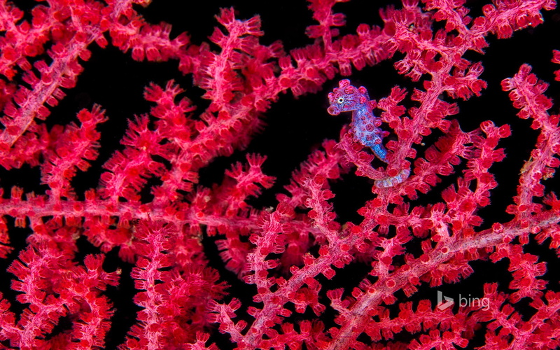 pygmy, seahorse, nature, cold temperature, sea, black background, no people, marine, 1080P, desktop, growth, red, biology, winter, abundance, magnification