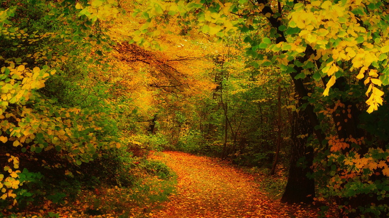 change, fall, leaves, growth, best pictures of nature hd picture 1920x1080, 1080P, scenics - nature, tree, tranquil scene, leaf, outdoors, direction, yellow