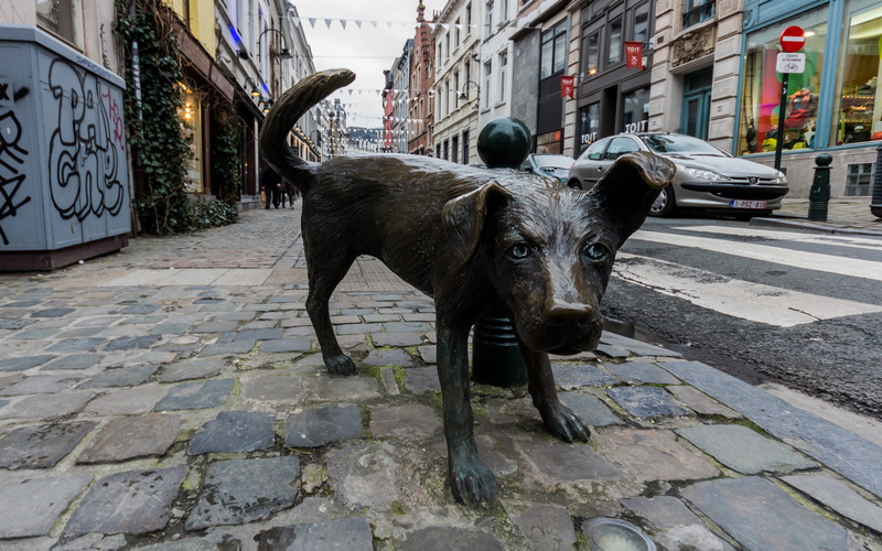 canine, 4K, one animal, animal, architecture, paving stone, building exterior, europe, zenneke pis, pets, city, domestic animals, zinneke pis, animal themes