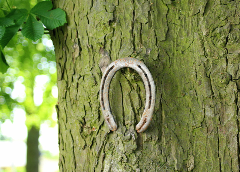 wood - material, green color, bark, tree trunk, shape, park, focus on foreground, nature, moss, textured, plant, outdoors, horseshoe, rough, no people
