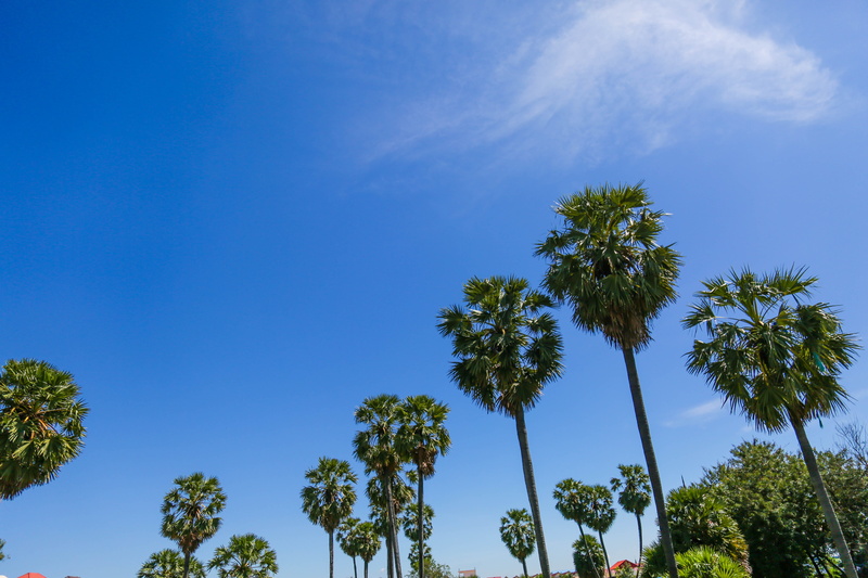 trunk, plant, blue, 5K, tranquility, tranquil scene, no people, cloud - sky, low angle view, cambodia, tropical climate, outdoors, tree trunk, tropical tree