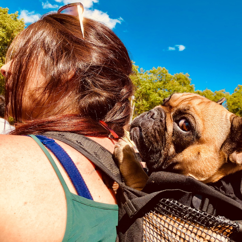 leisure activity, paw, london, one person, real people, pug, bike, hair, day, life, canine, women, domestic animals, girl, dog, hairstyle, headshot, constitution hill
