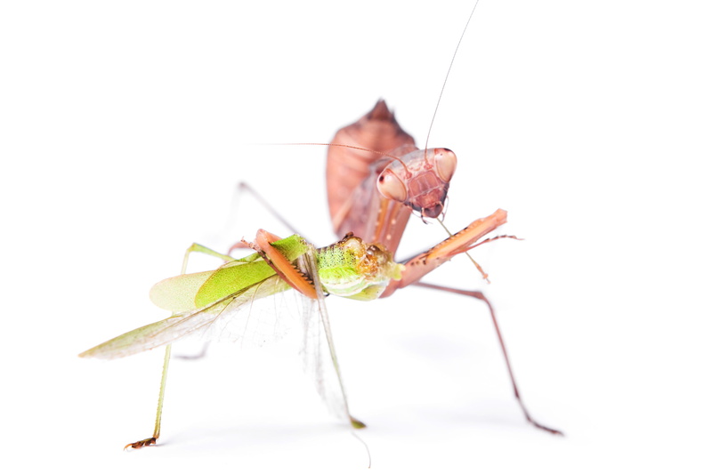 crawly, animal wildlife, white background, predator, green color, rhombodera, studio shot, 2K, antenna, wild, animal wing, one animal, isolated, prayingmantis