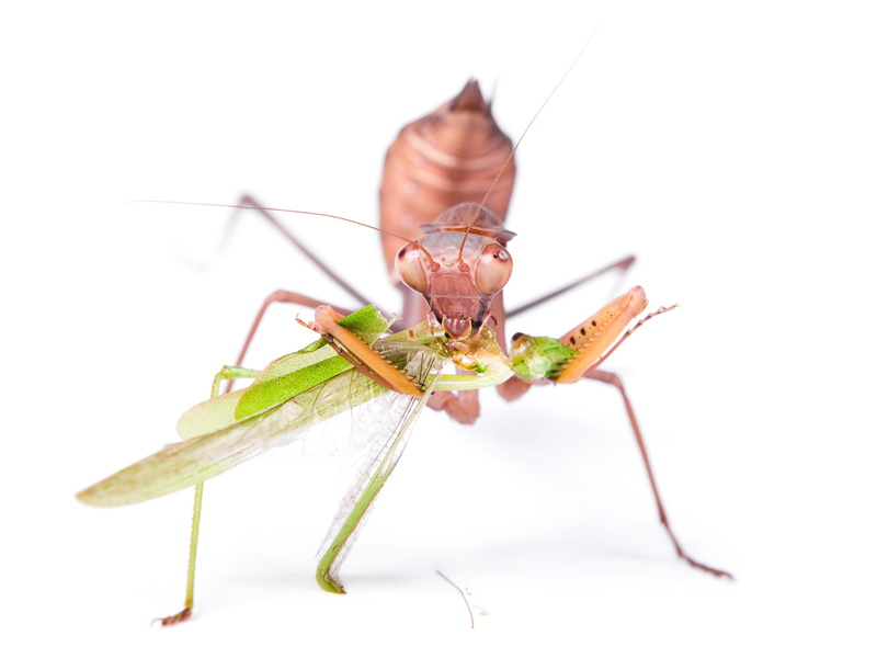 zoology, nature, pacification, close-up, animal body part, animal, animal eye, insect, animal antenna, invertebrate, studioshot, animal themes, studio
