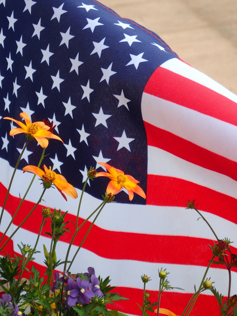 4th, summer flowers, outdoors, colorful, fourth, celebrate, american Flag, white, historic, american, national icon, petal, patriotism, nature, star shape