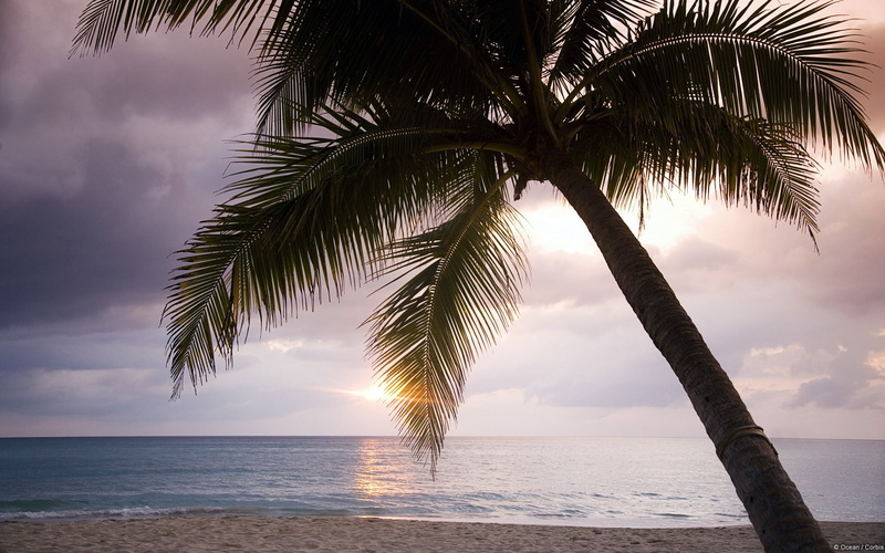 nature, plant, sunset, sky, palm tree, tropical tree, beauty in nature, beach, horizon, green, horizon over water, tranquil scene, water, hd, windows, sea