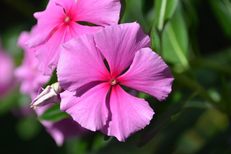petal, flower head, freshness, focus on foreground, Pink, petals, pollen, Flower, purple, outdoors, 5K, pink flower, inflorescence, petunia, Jamaican