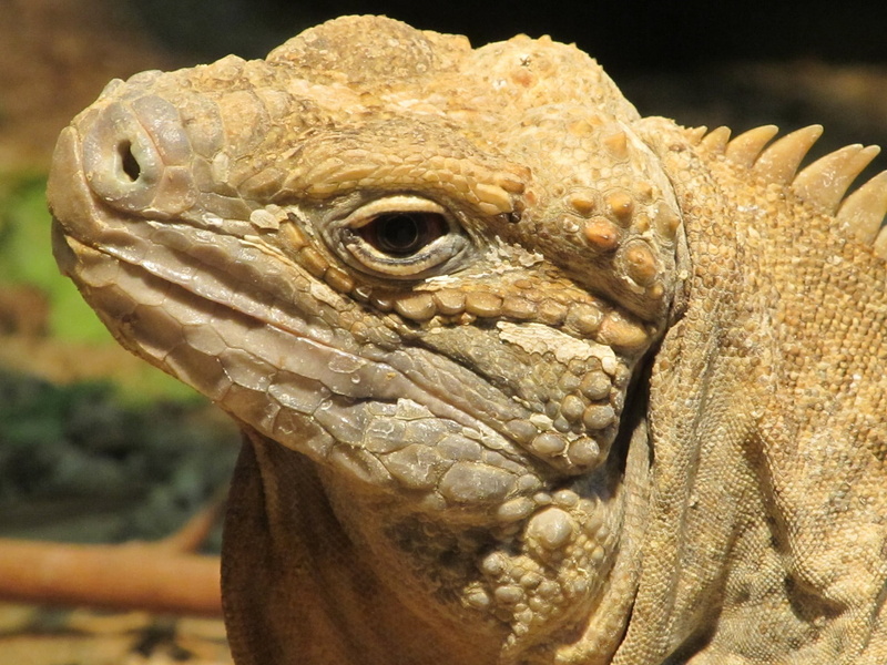 day, wildlife, outdoors, cyclura collei, iguana, animal scale, comb, 1080P, animal, focus on foreground, lizard, captivity, nature, animal themes, critically endangered
