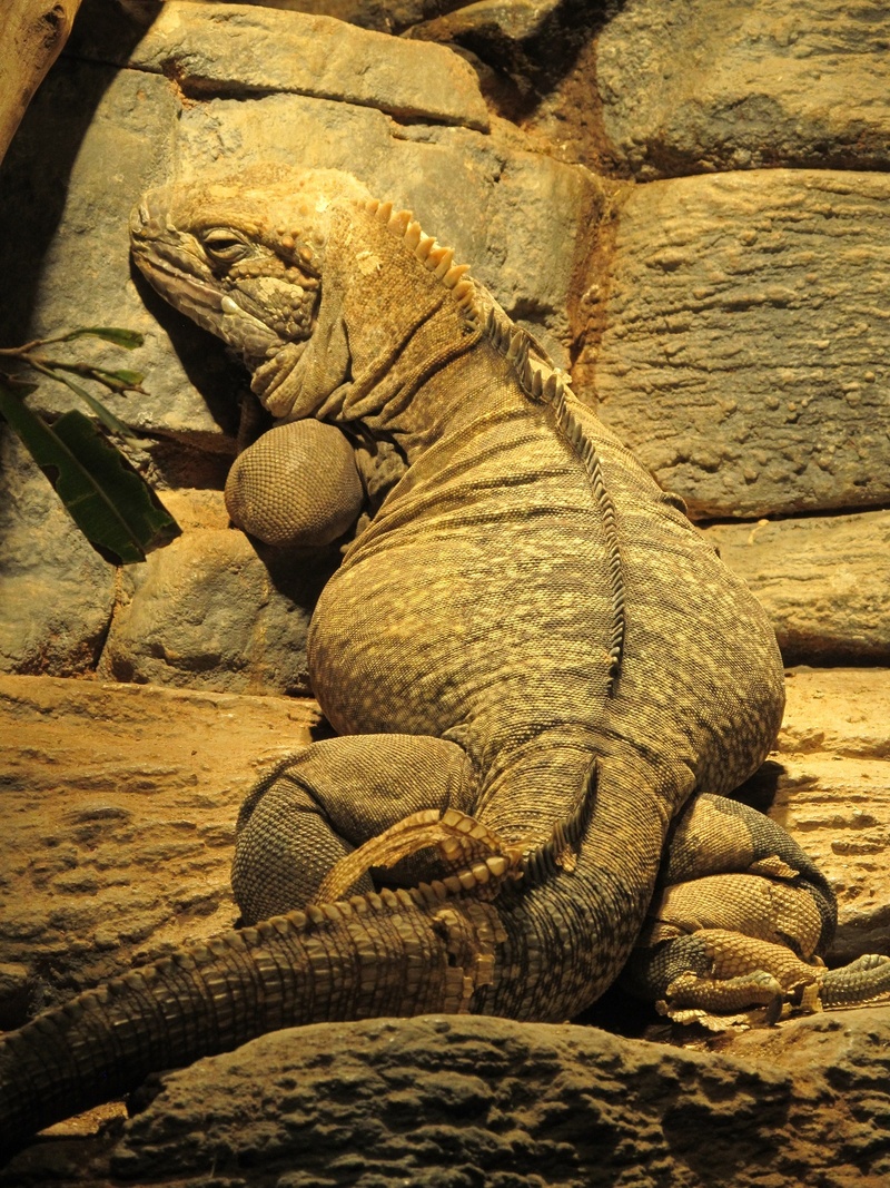 wildlife, captivity, comb, outdoors, close up, jamaican iguana, animal, no people, zoo, animal wildlife, nature, resting, sculpture, rock - object, close-up