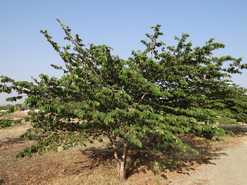 green color, no people, growth, tranquility, sunlight, day, strawberry tree, tree, india, scenics - nature, field, panama berry, plant, beauty in nature