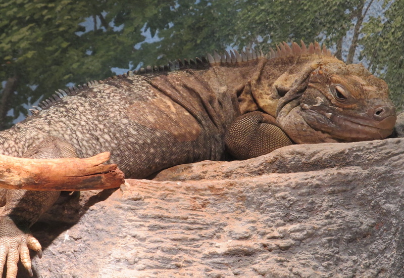 animal, no people, mammal, jamaican iguana, enclosure, sunlight, rock - object, 1080P, spiny, wild, animals in the wild, wildlife, zoo, animal head, day