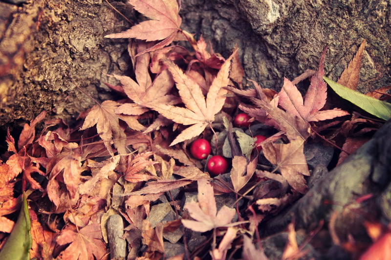 land, fruit, season, day, plant, dry, 1080P, maple, healthy eating, forest, food and drink, brown, jamaican, no people, red, leaves, nature, autumn, outdoors