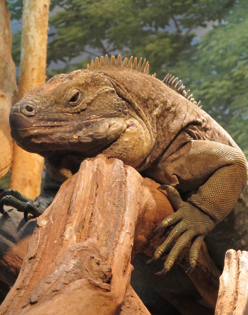comb, wildlife, rare, nature, animal, no people, day, animal body part, resting, vertebrate, lizard, enclosure, outdoors, 2K, exotic, focus on foreground