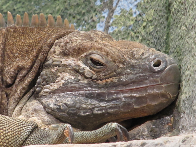 exotic, cyclura collei, resting, reptile, close up, vertebrate, no people, animal, animals in captivity, animal head, animal scale, iguana, day, scale