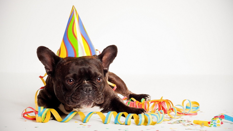 no people, Friendly, pets, studio shot, 1080P, flag, dogs, animal, celebration, indoors, domestic animals, one animal, french bulldog, portrait, canine