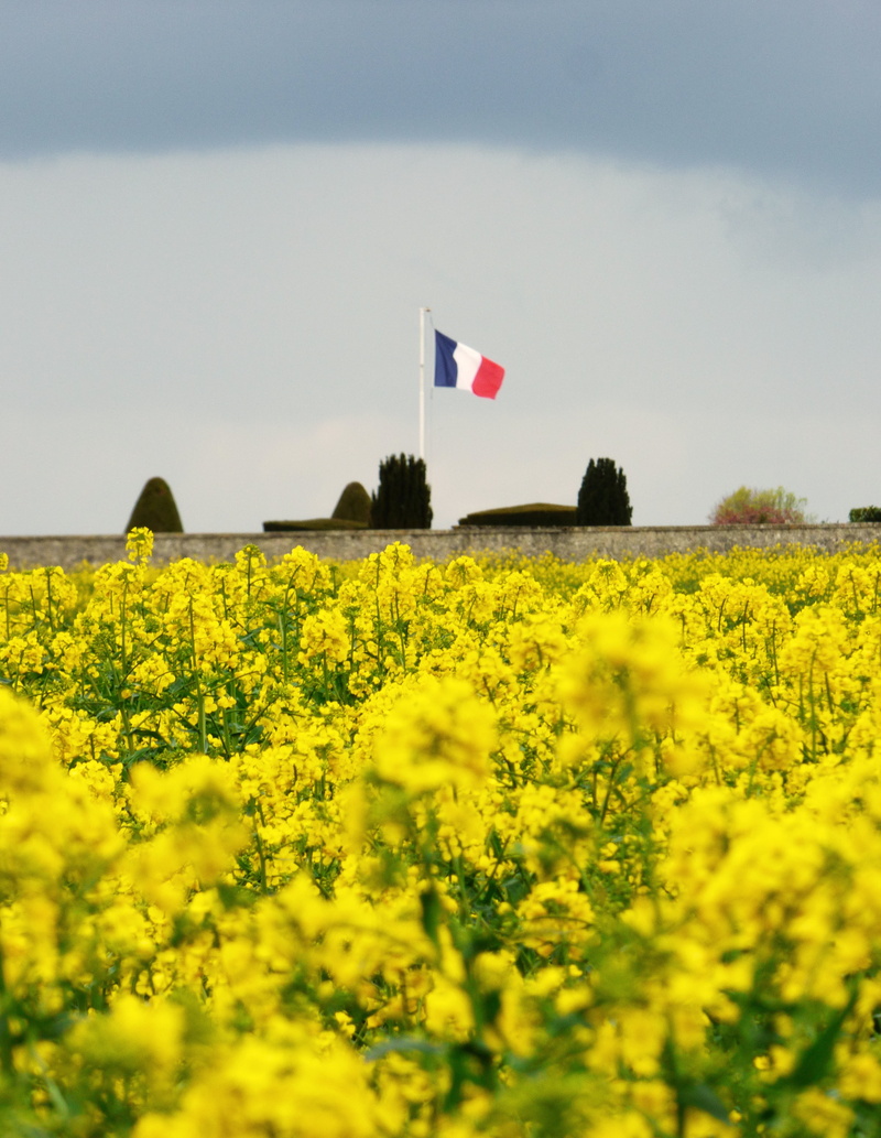 commemoration, nature, flower, oilseed rape, landscape, scenics - nature, outdoors, sky, flowers, environment, tribute, rural scene, no people, tranquil scene