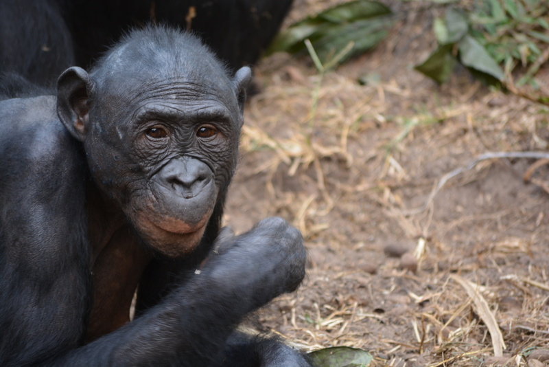 paniscus, democratic republic of congo, looking at camera, africa, pan, animals in the wild, portrait, chimpanzee, 4K, nature, vertebrate, animal themes