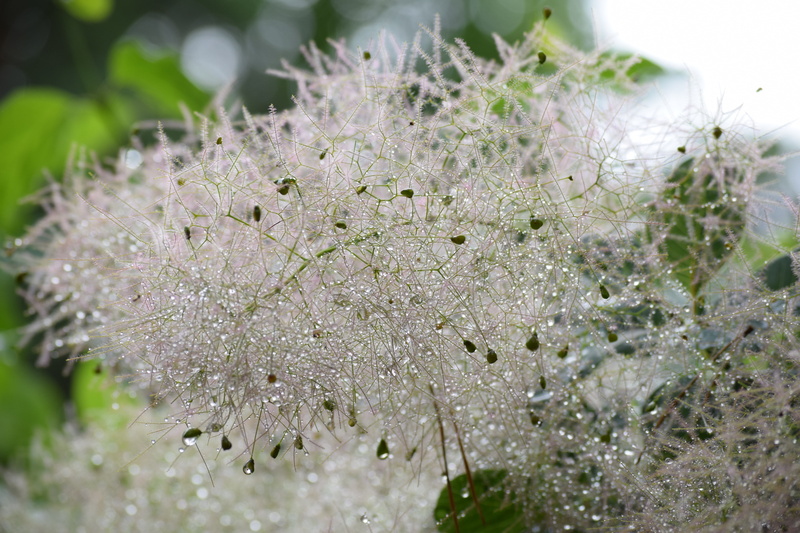 flower, flowering plant, growth, rain, water, macro, botany, freshness, bloom, no people, outdoors, close, cropping, focus on foreground, dew, green color