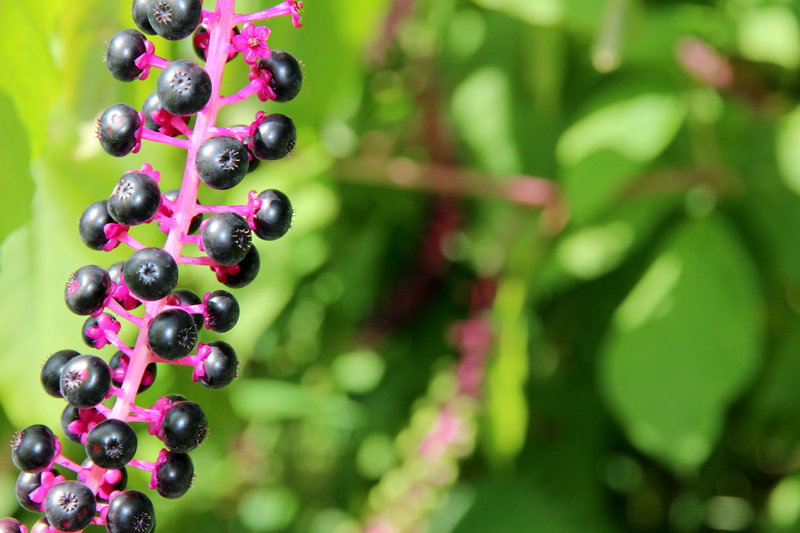 bush, day, invasive species, american pokeweed, purple, berry, healthy eating, food, close-up, growth, leaf, freshness, wild berries, phytolacca americana