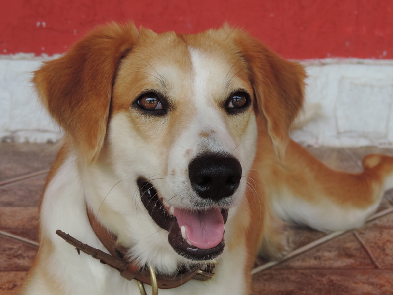 cuteness, mammal, race, cute, domestic animals, bebe, hairy, golden retriever, bug, mime, one animal, companion, brazil, look, mascot, dog, pets, canine