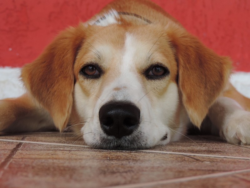 pet, snout, one animal, 4K, animal body part, golden retriever, domestic, look, close-up, happy, animals, bug, friend, pets, dog, cuteness, brazil, companion