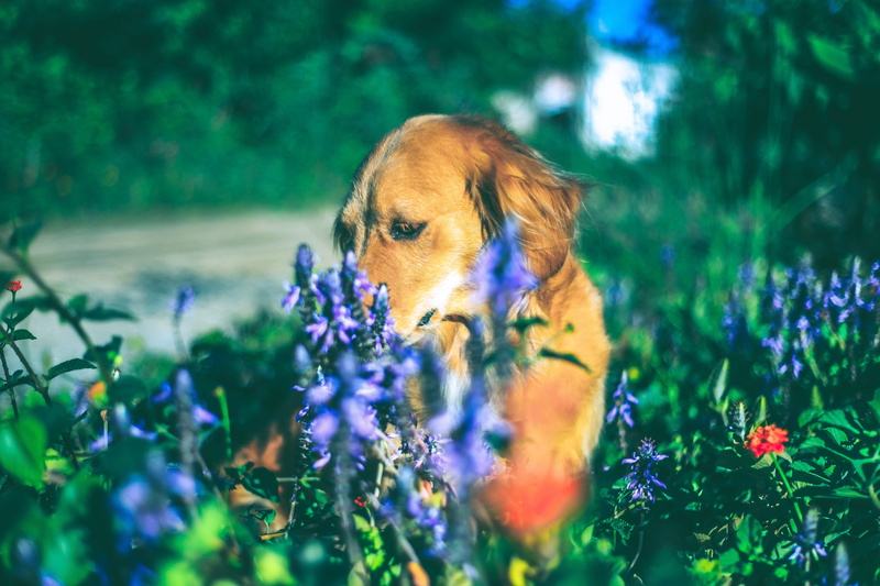 mammal, pet animal, animal themes, domestic, mime, brazilian row, cuteness, bug, nice eyes, freshness, animal, hairy, one animal, dog, domestic animals