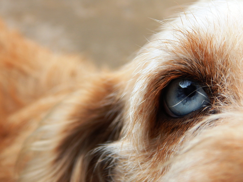 eyeball, eye, animal body part, look, animals, animal wildlife, animal eye, 4K, close-up, outdoors, sensory perception, herbivorous, mime, iris - eye
