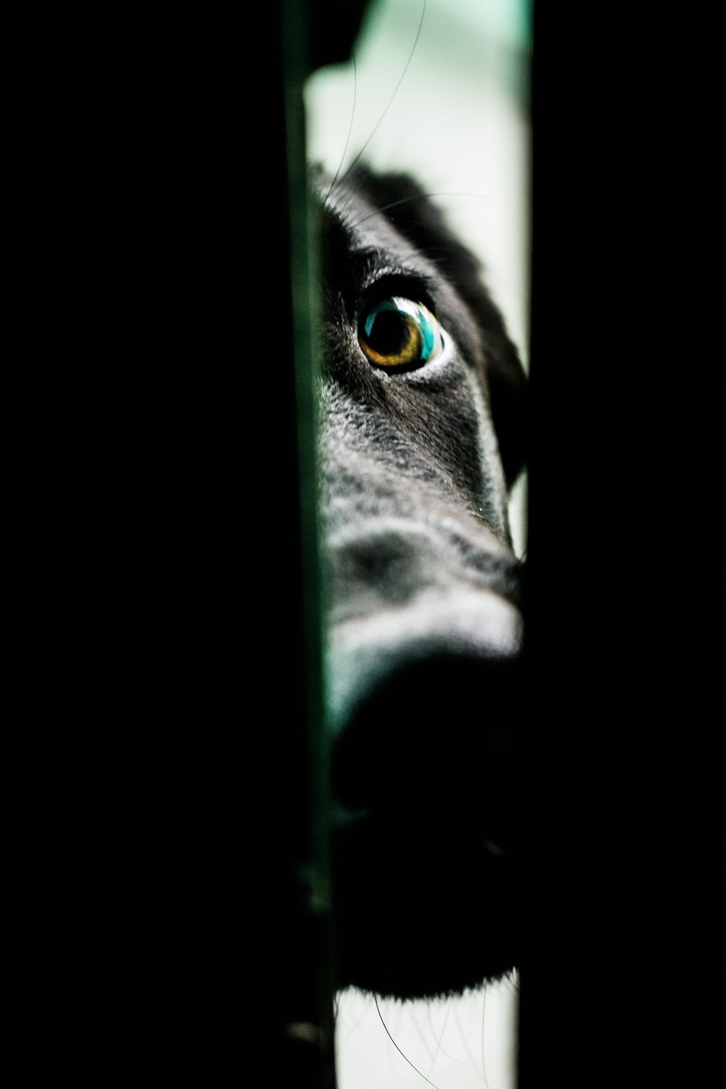 animals, black, mammal, eyes, beautiful, selective focus, mime, adorable, body part, human face, pets, golden, animal, friend, human eye, one animal, 5K