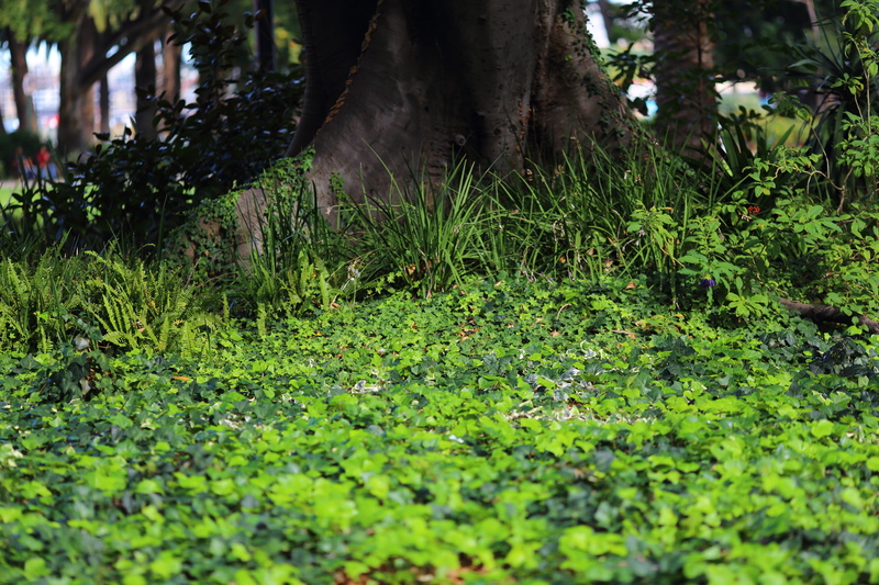 tree trunk, plant part, growth, field, forest, trunk, perth, day, tree, water, 5K, court, plant, beauty in nature, land, grass, no people, leaf, supreme