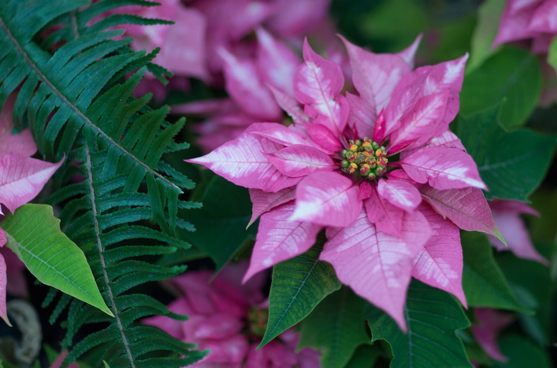 plant, annuals, tropical plants, pink color, plant part, fragility, pollen, perennials, top-quality annuals, flower, vulnerability, inflorescence, no people