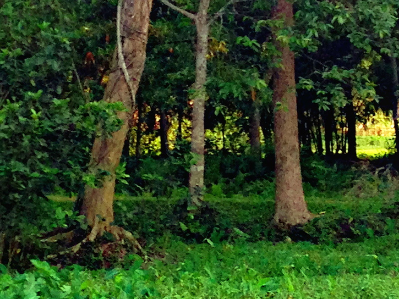 plant, nature, tranquility, forest, growth, md naeem ahmed opu, foliage, leaf, tree, trunk, tree trunk, plant part, lush foliage, no people, 1080P, outdoors