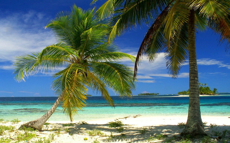 tree, beach, landscape, scenics - nature, horizon, palm trees, tranquil scene, coconut palm tree, sea, summer, palm leaf, nature, outdoors, tranquility