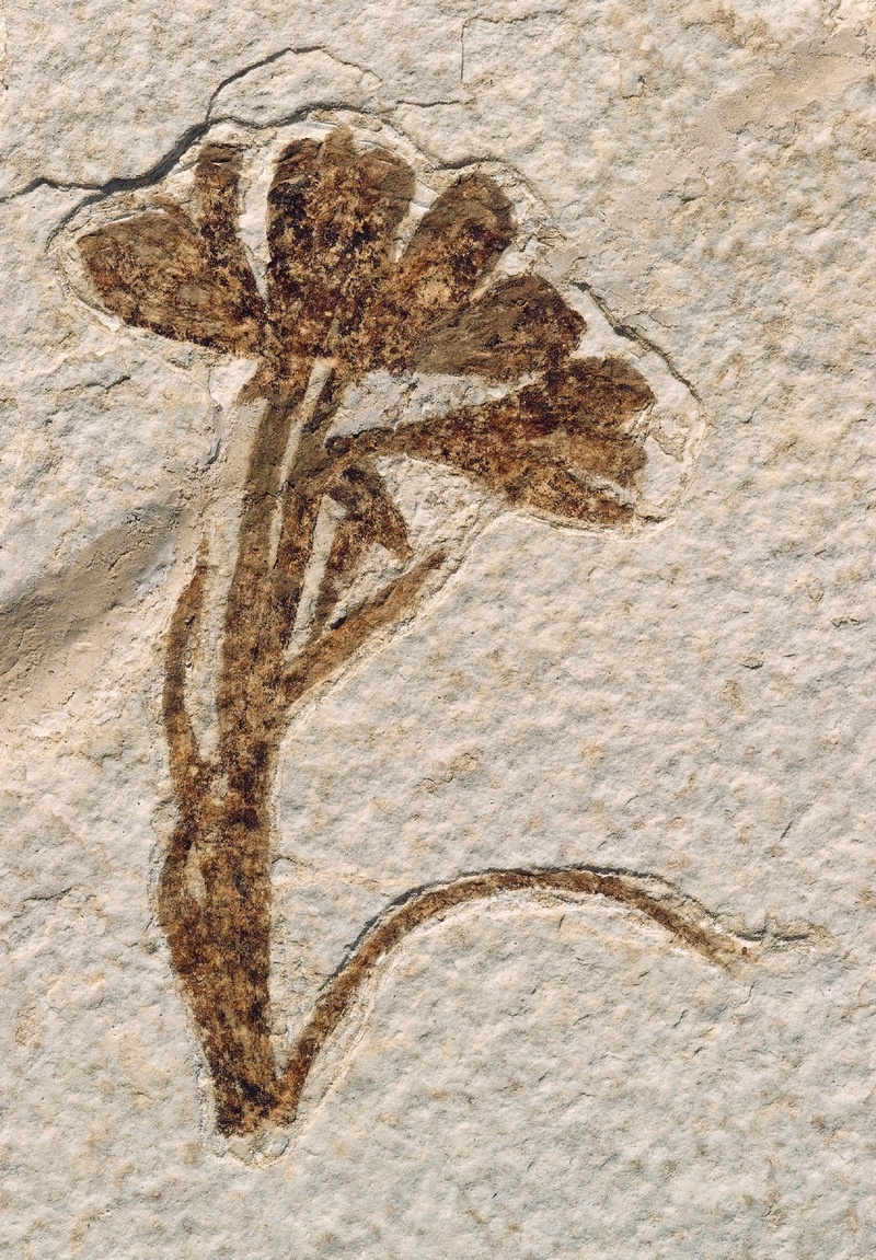 mammal, concrete, wall - building feature, archeology, nature, fossilized, brown, usa, vertebrate, close-up, animal body part, animal representation, petrified