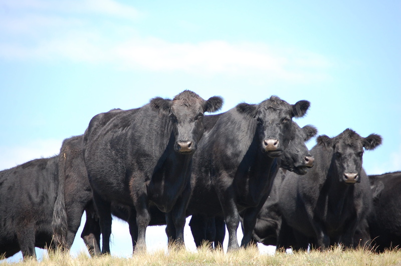 land, animal wildlife, vertebrate, nature, herbivorous, field, grass, cattle ranch, no people, day, mammal, 2K, cow, domestic, animal, domestic animals