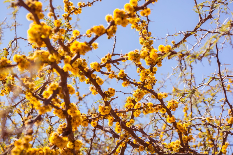 branch, yellow, photography, flower, flowering plant, clear sky, argentina, day, no people, tree, outdoors, petaled, espinillo, wild, 5K, low angle view