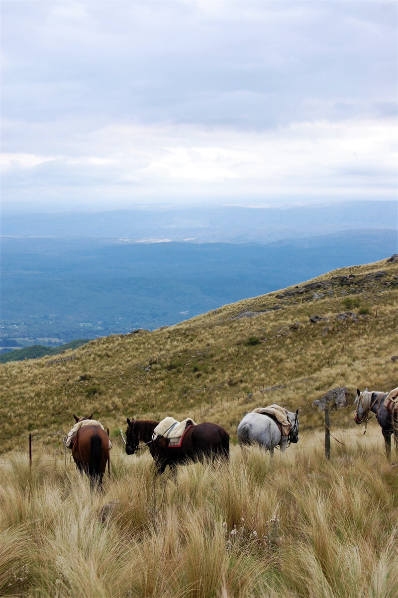animal themes, herbivorous, scenics - nature, horizon over water, 2K, mammal, outdoors, plant, nature, ranch, sea, argentina, no people, livestock, day