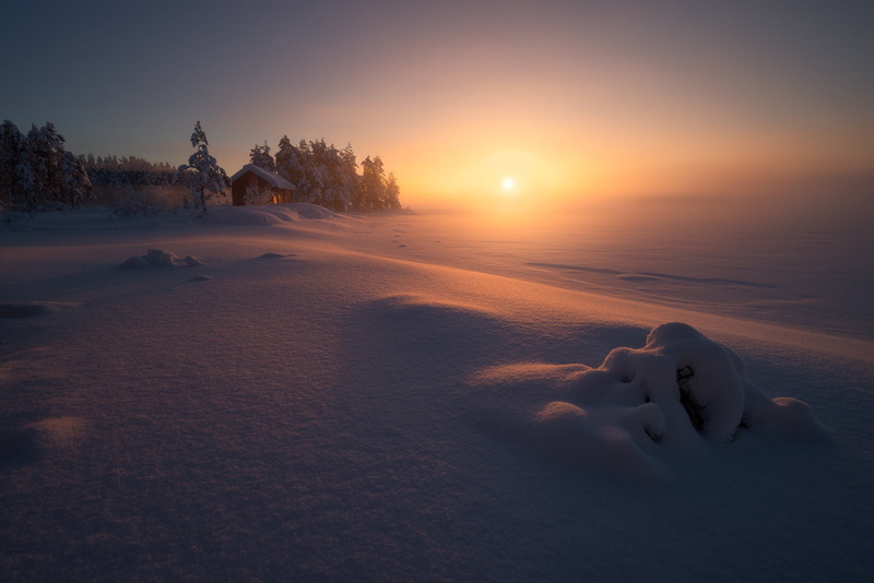 sunlight, tree, environment, beauty in nature, no people, idyllic, winter, tranquility, frozen, ice, covering, nature, sunset, coniferous tree, cold temperature
