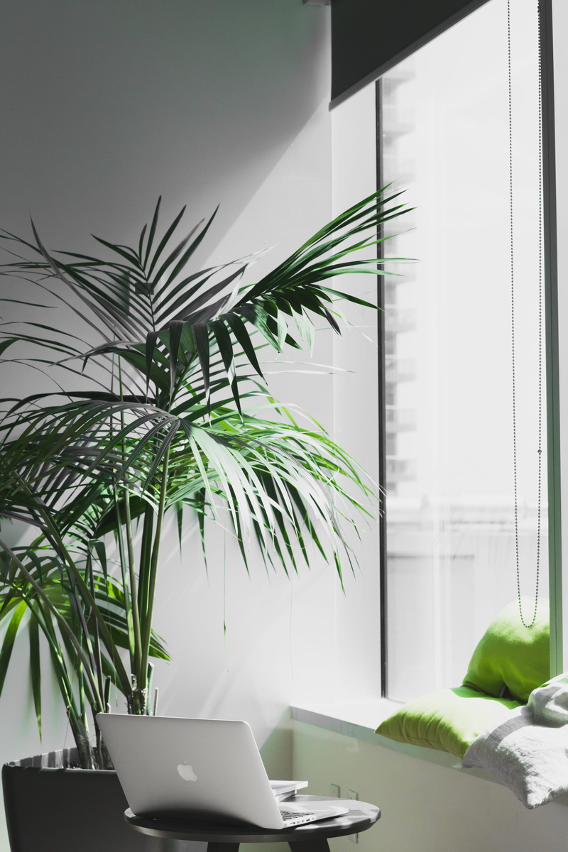 sparse, workspace, window, furniture, potted, home Interior, 5K, office, pro, leaf, macbook, potted plant, modern, decor, no People, built structure, houseplant