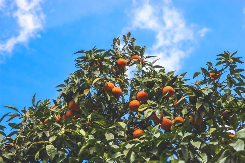 freshness, no people, fruit, food and drink, orange tree, roman forum, tree, ripe, rome, 5K, plant, citrus fruit, orange - fruit, beauty in nature
