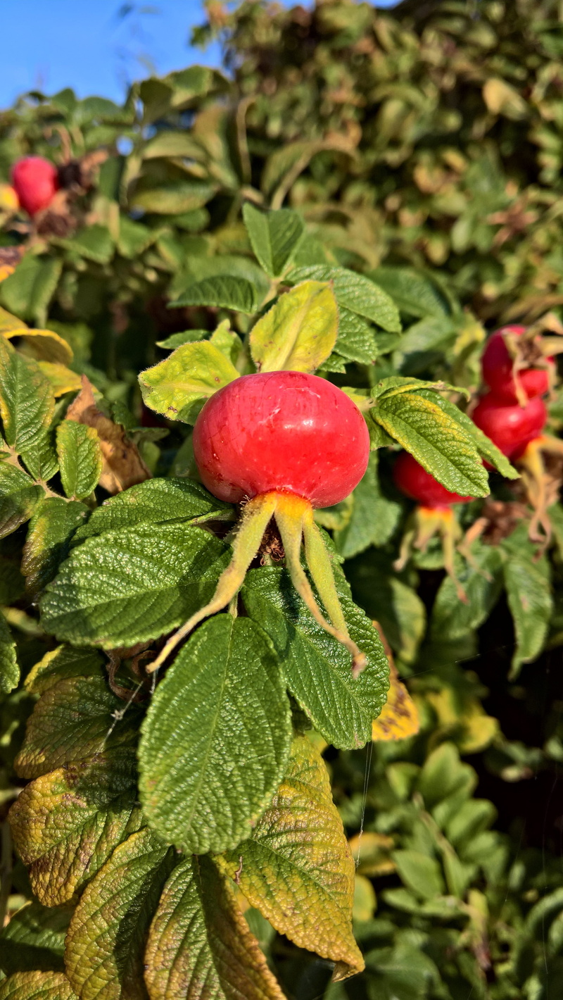 food and drink, medicinal plant, grows best in sandy soil, 5K, green color, nature, selective focus, wild, close-up, freshness, outdoors, rose hip, healthy eating
