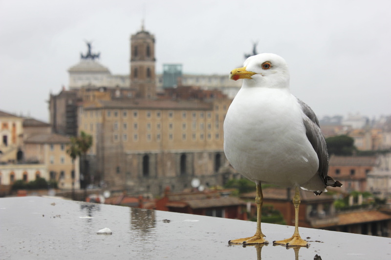 vertebrate, animal, building exterior, day, one animal, canal, rome, animal themes, roma, built structure, water, photography, roman forum, animal wildlife