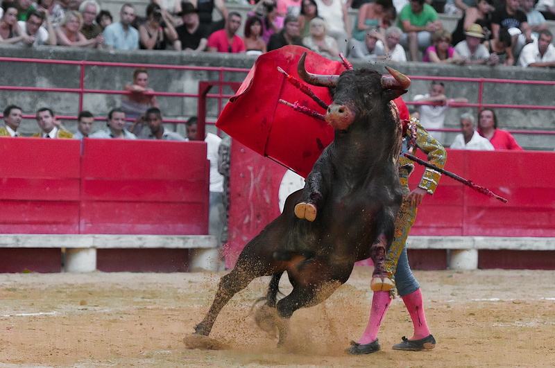 spectator, focus on foreground, standing, looking, 2K, motion, Bulls, people, black, man, domestic animals, vertebrate, outdoors, group of people, day