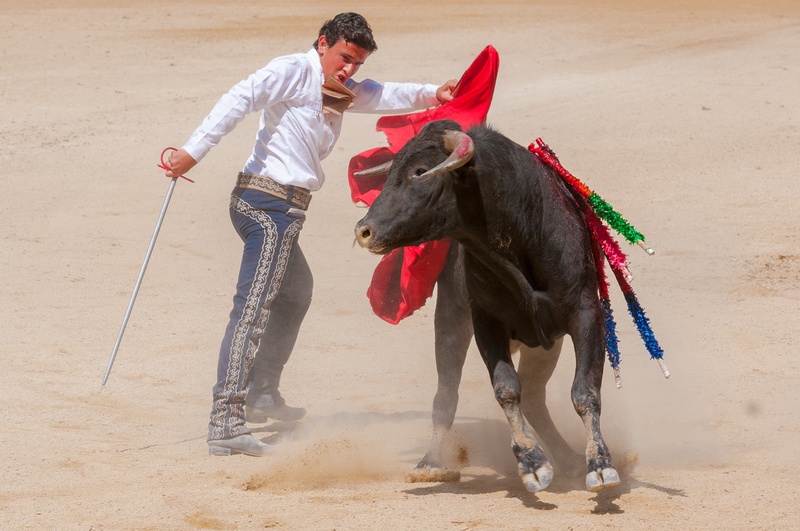 one animal, full length, 2K, nature, arena, bull - animal, domestic, cattle, pets, men, sand, bolsin, domestic animals, day, outdoors, mammal, feria, adult