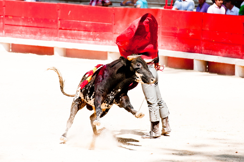 mammal, pets, cold temperature, dog, snow, motion, Arena, feria, beaucaire, Bull, domestic animals, nature, bolsin, Bullfight, clothing, full length, one animal